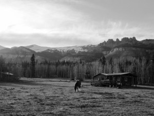 norman on a spring evening at the ranch