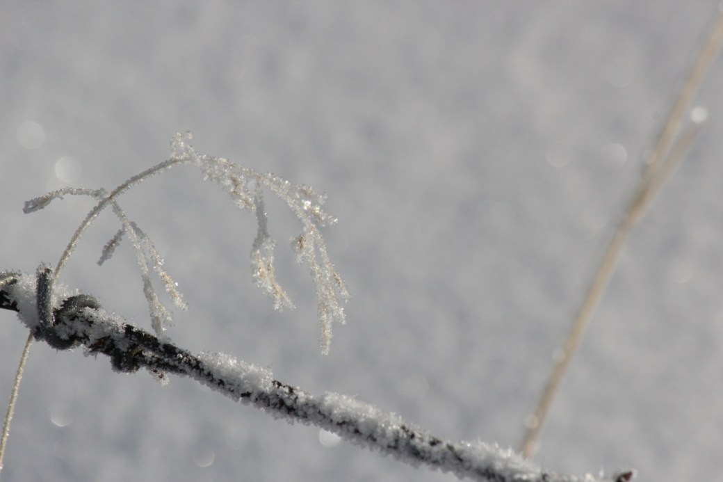 dried grass barbed wire and frost