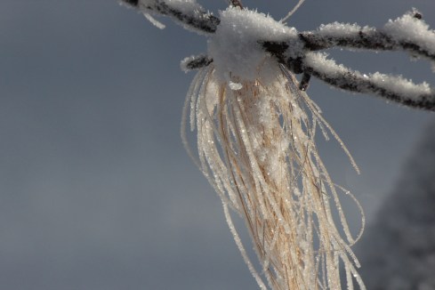 horse hair on barbed wire with frost