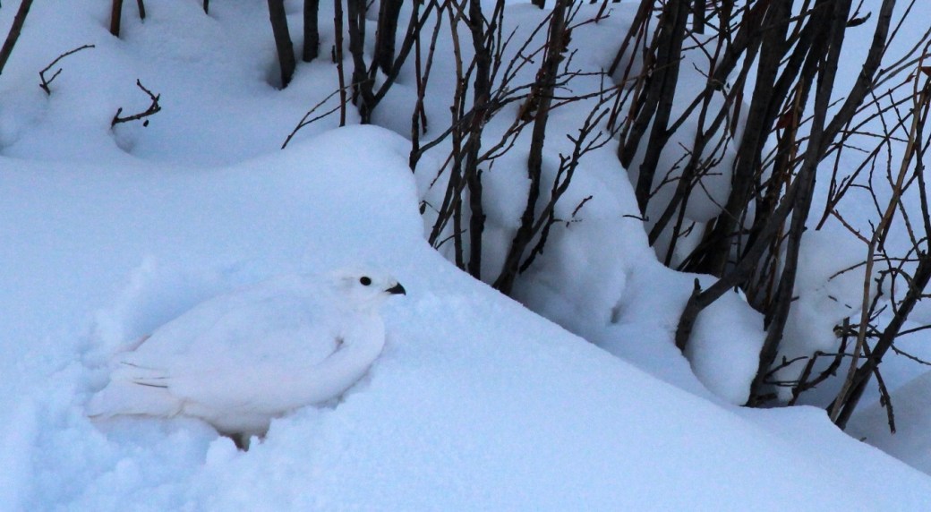 ptarmigan