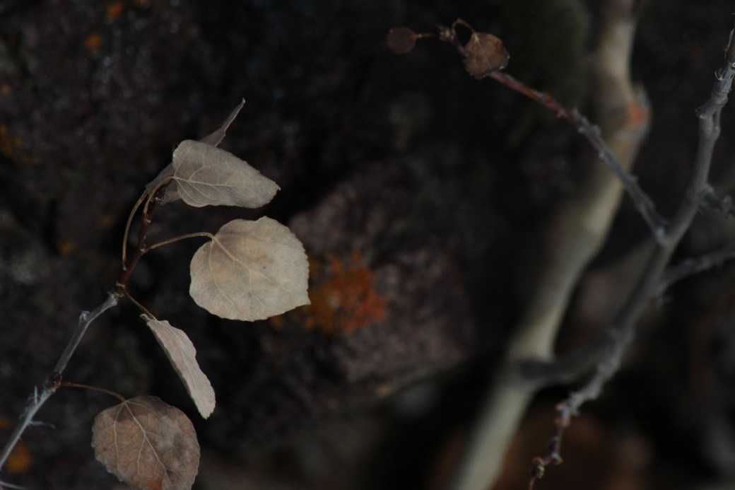 aspen leaf