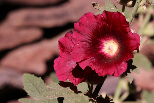 hollyhock (640x427)