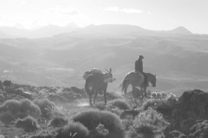 bob and the mule heading home (640x427)