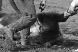 castrating (640x427)