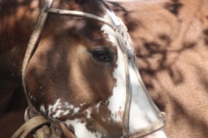 chano's horse (640x427)