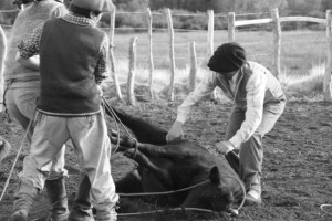 steer wrestling (640x427)