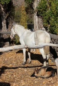 my horse and dog (427x640)