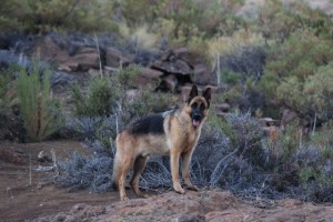 my patagonia pup (640x427)