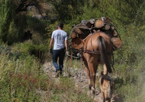 patagonian wood run