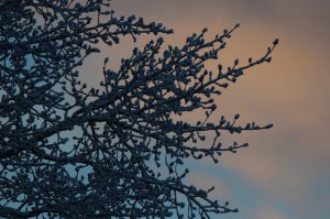 aspen with snow and sunrise