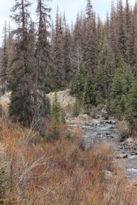 beetle kill along lost trail creek