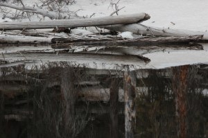 beetle kill reflections