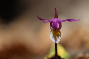 calypso orchid