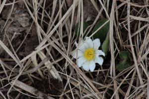 elkslip spring flower