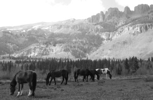 horses on pasture
