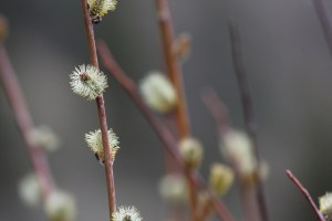 pussy willow 2