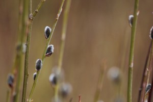 pussy willow