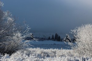 snowy willows in morning