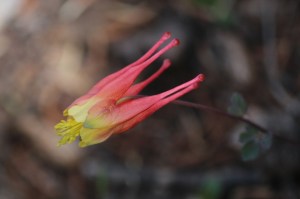 red columbine