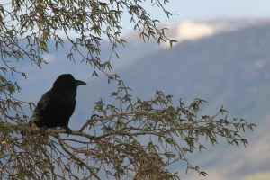spring raven