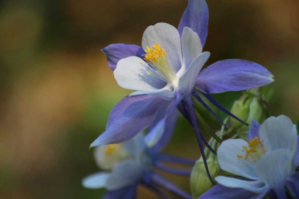 columbine