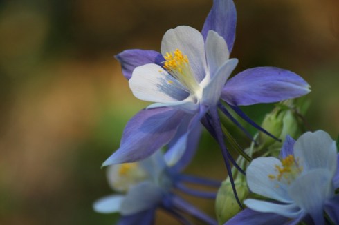 columbine