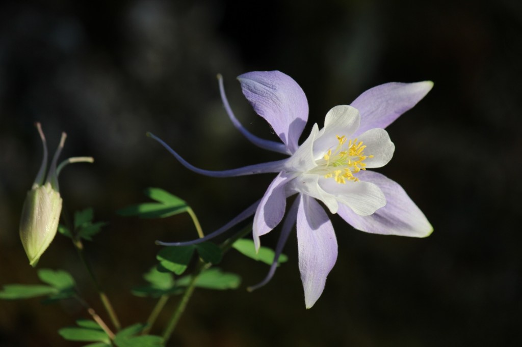 columbine
