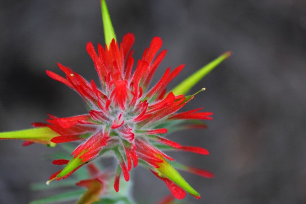 indian paintbrush