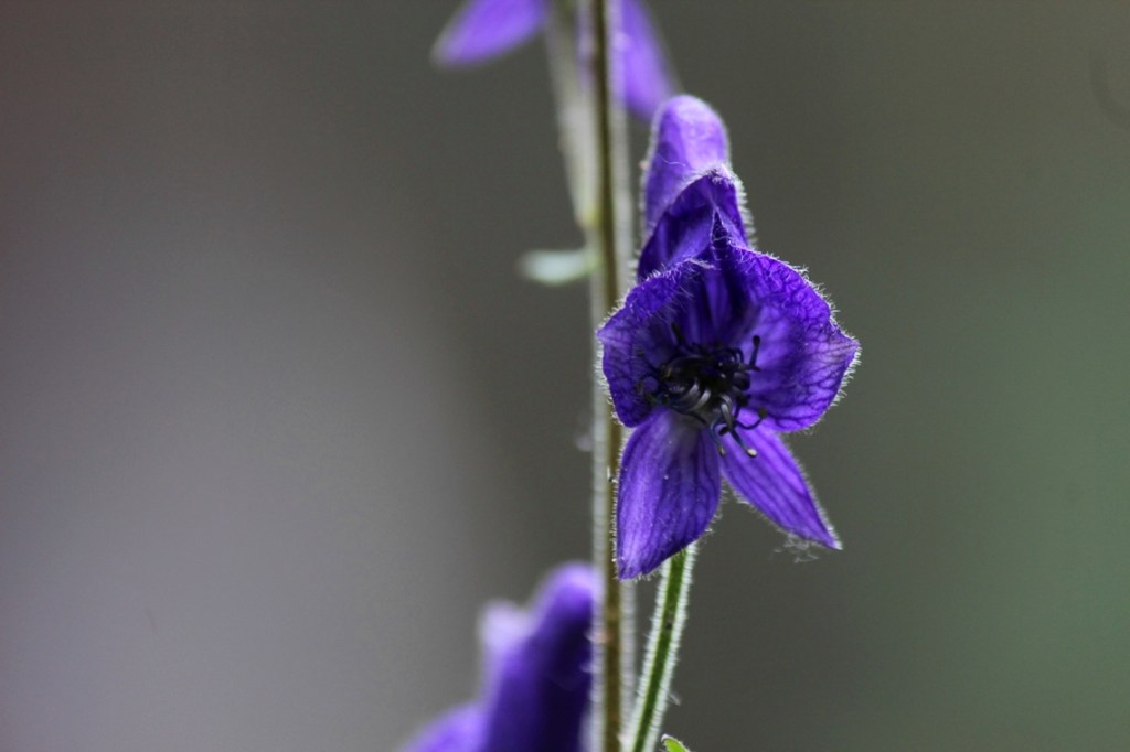 monkshood