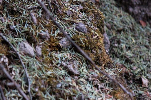needles and moss