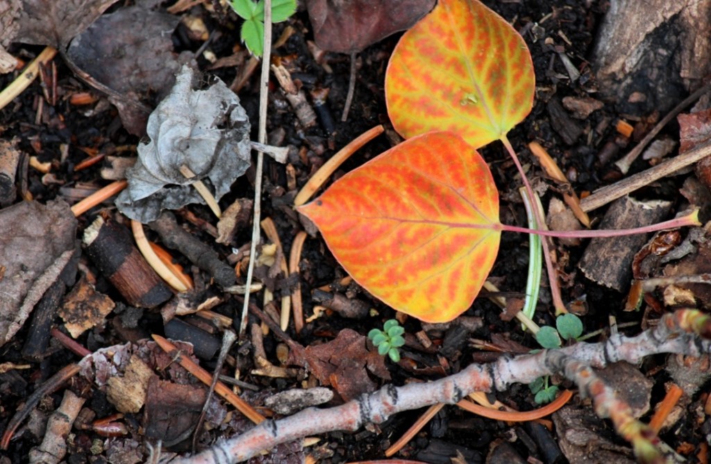 orange aspen leaves