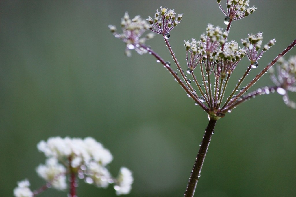 rain on white flower