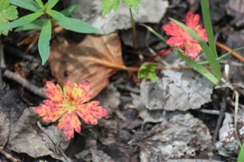 early autumn color 2