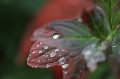 morning rain on turning leaves