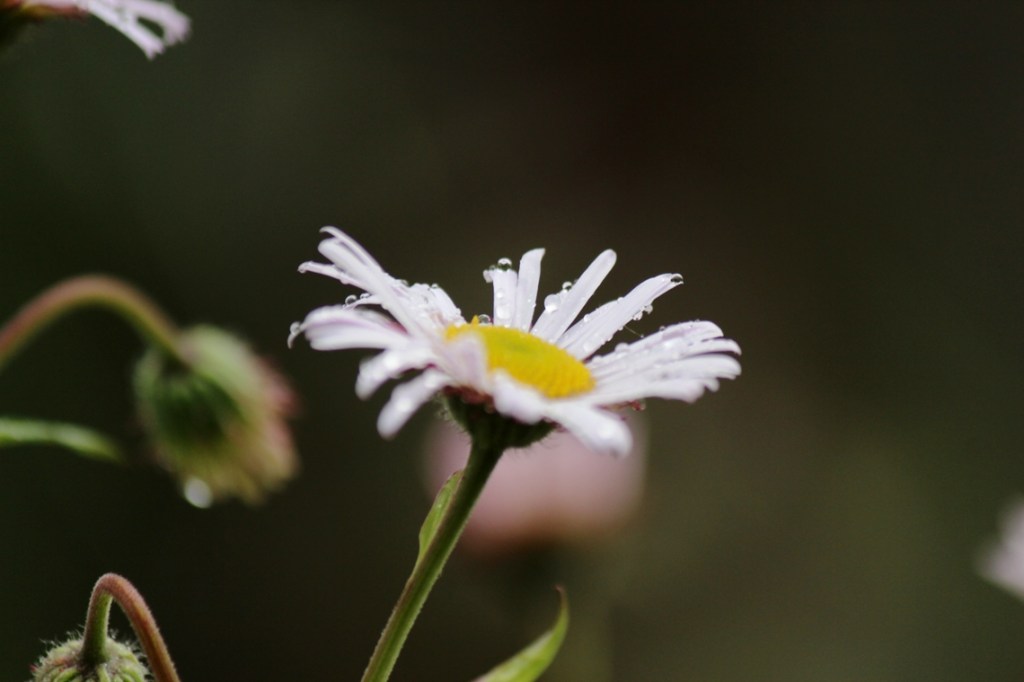 morning rain on white flower