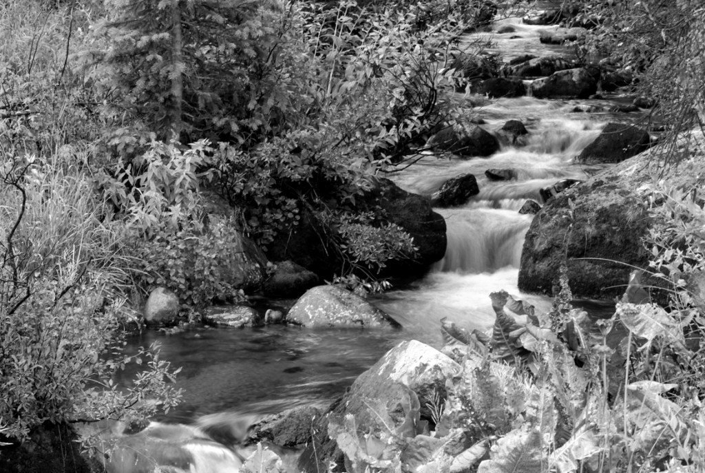 the north fork of the pine