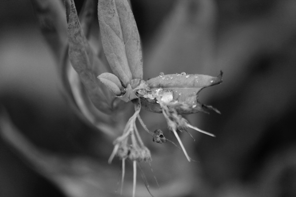 water on flower turning to seed
