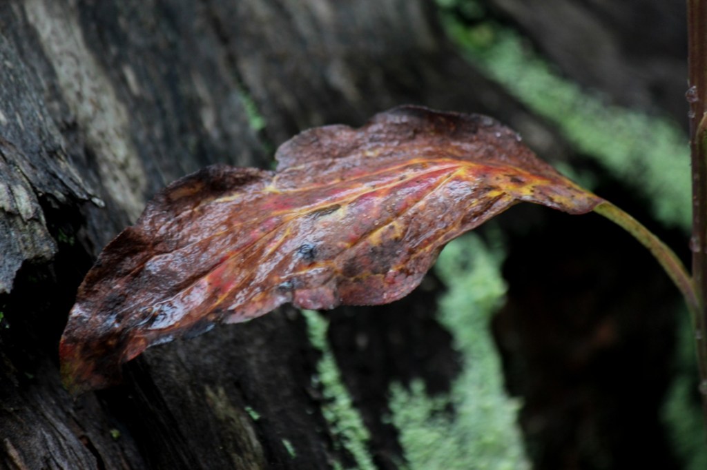 wet leaf
