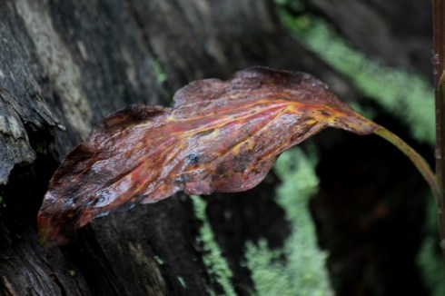 wet leaf