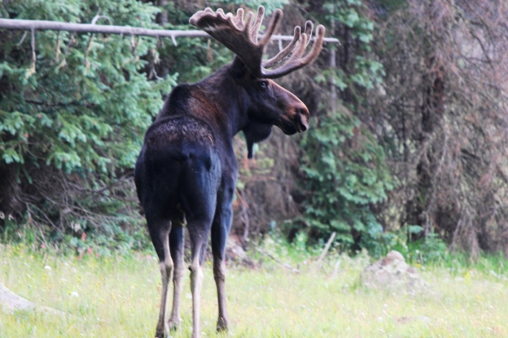 yet another visitor to camp