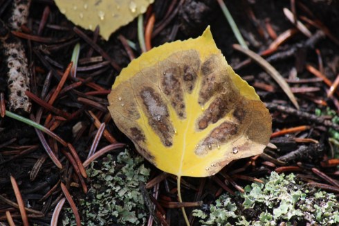aspen leaf 2