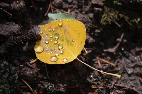 aspen leaf 3