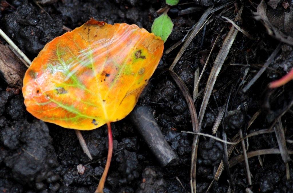 aspen leaf