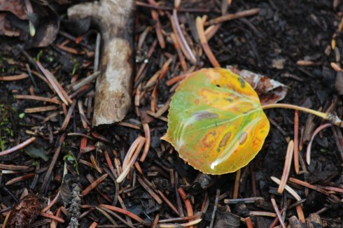 aspen leaf