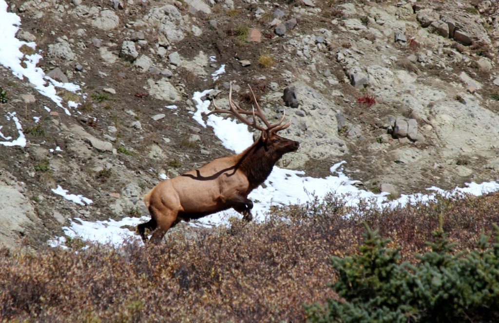 bull elk