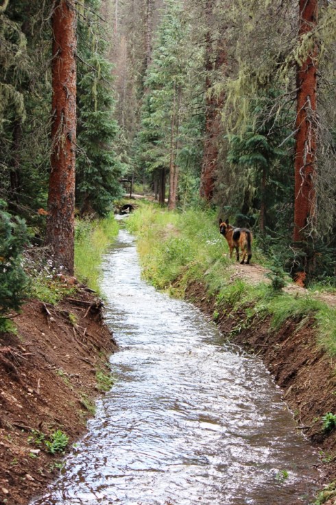 dog on the ditch on the divide