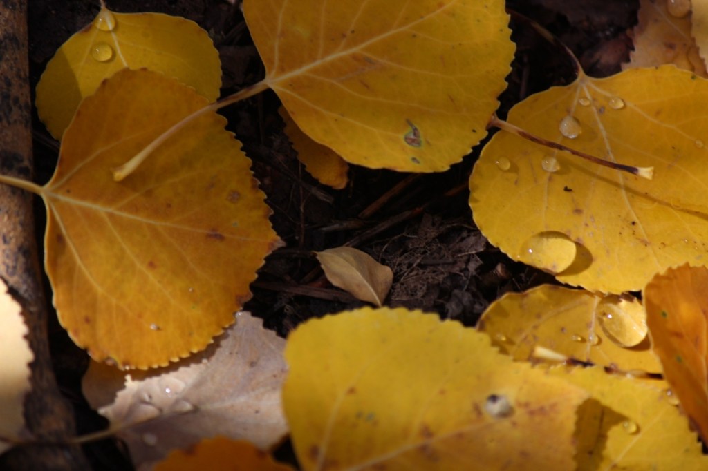 aspen leaves and melted snow