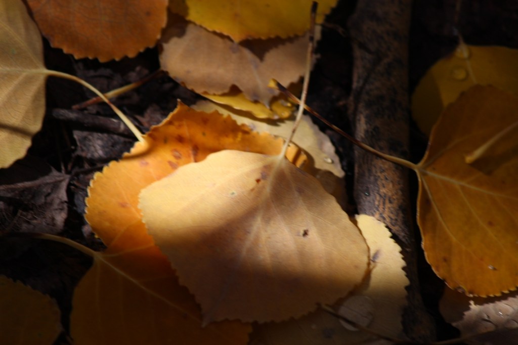 aspen leaves