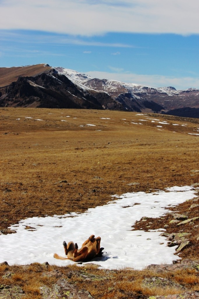 best hiking buddy ever