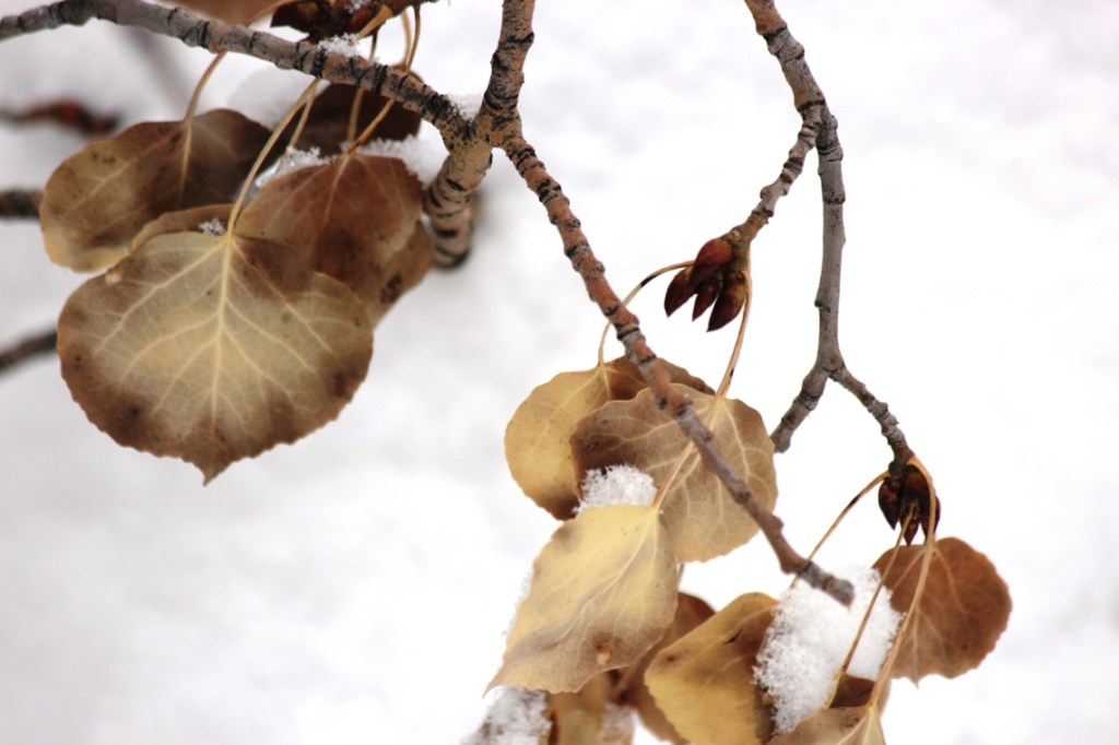 aspen in snow 2